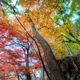 Illustration for article titled Shooting Challenge: Fall Leaves